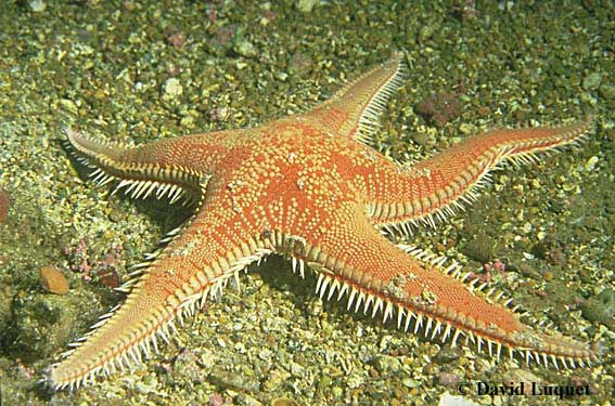 astropecten aurantiacus