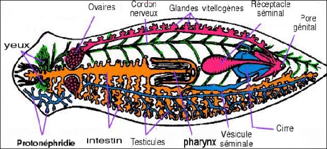 platyhelminthes phylum tények